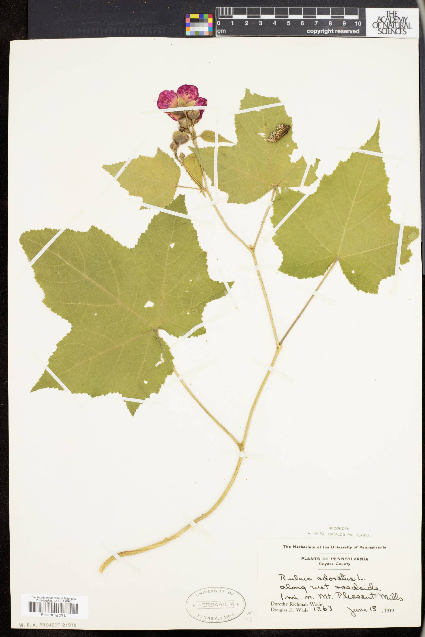 Rubus odoratus image