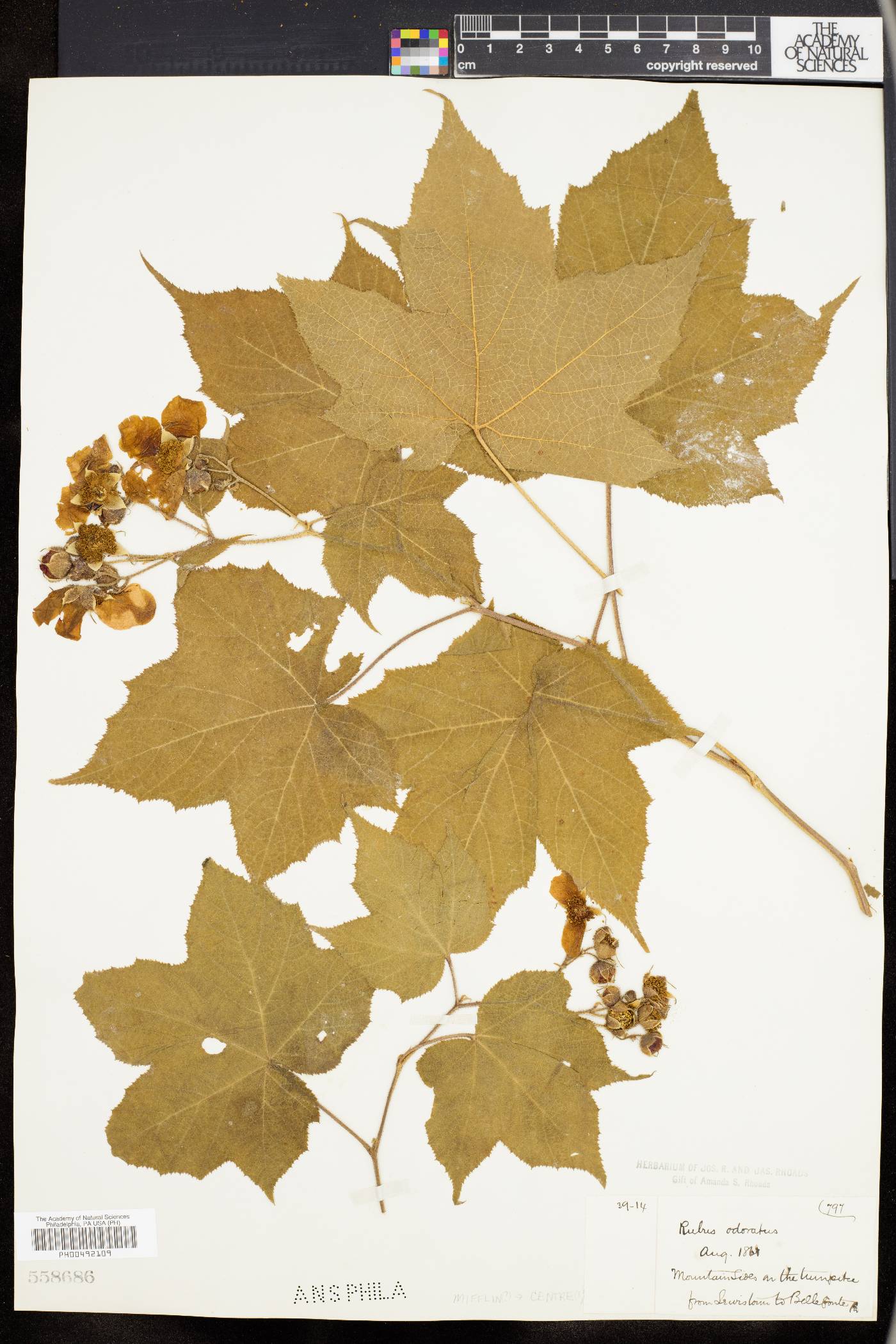 Rubus odoratus image