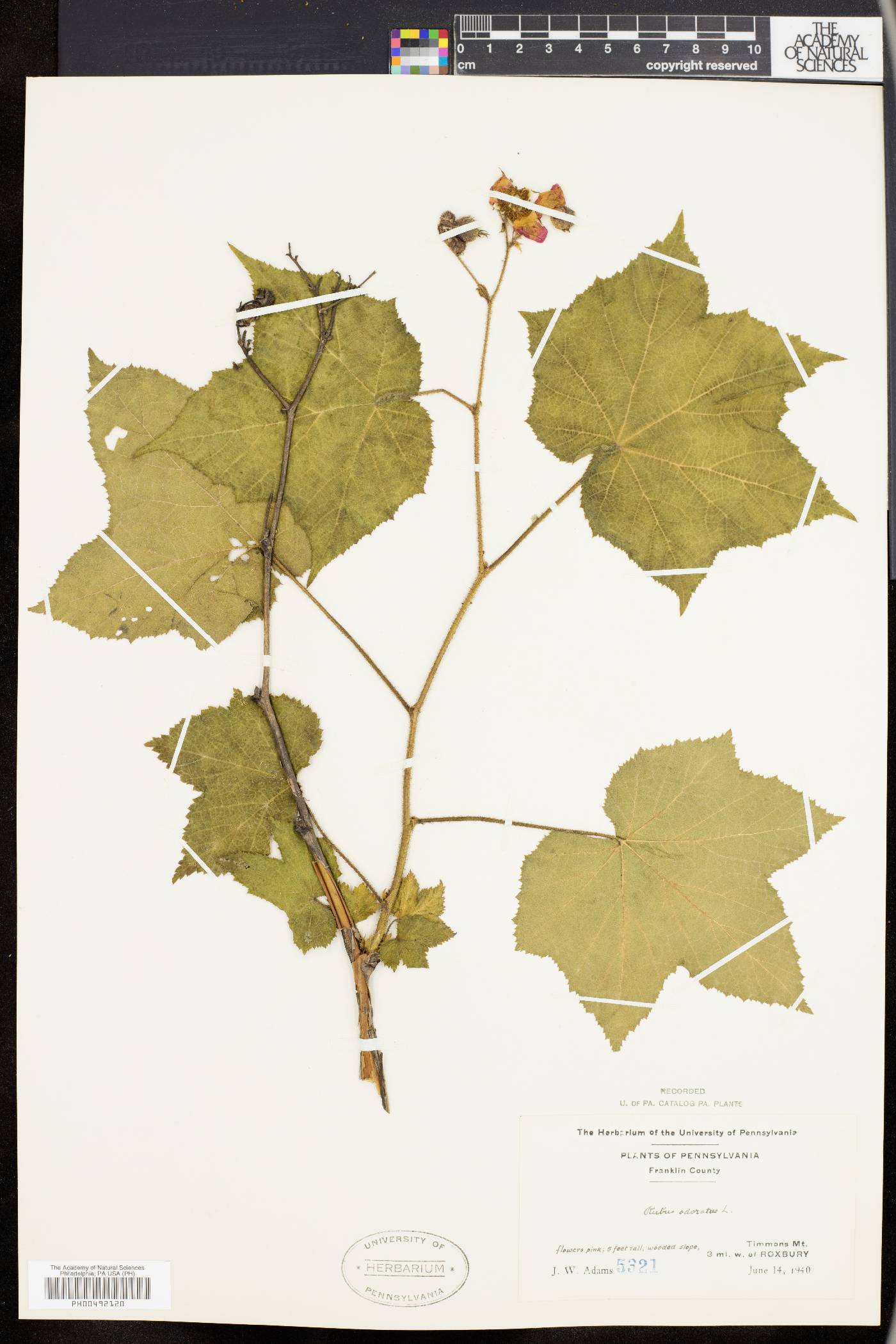 Rubus odoratus image