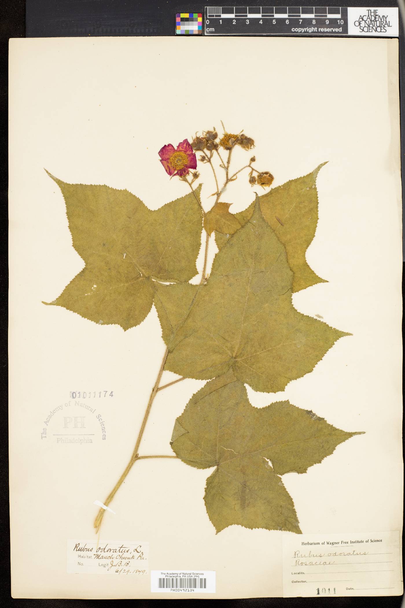 Rubus odoratus image