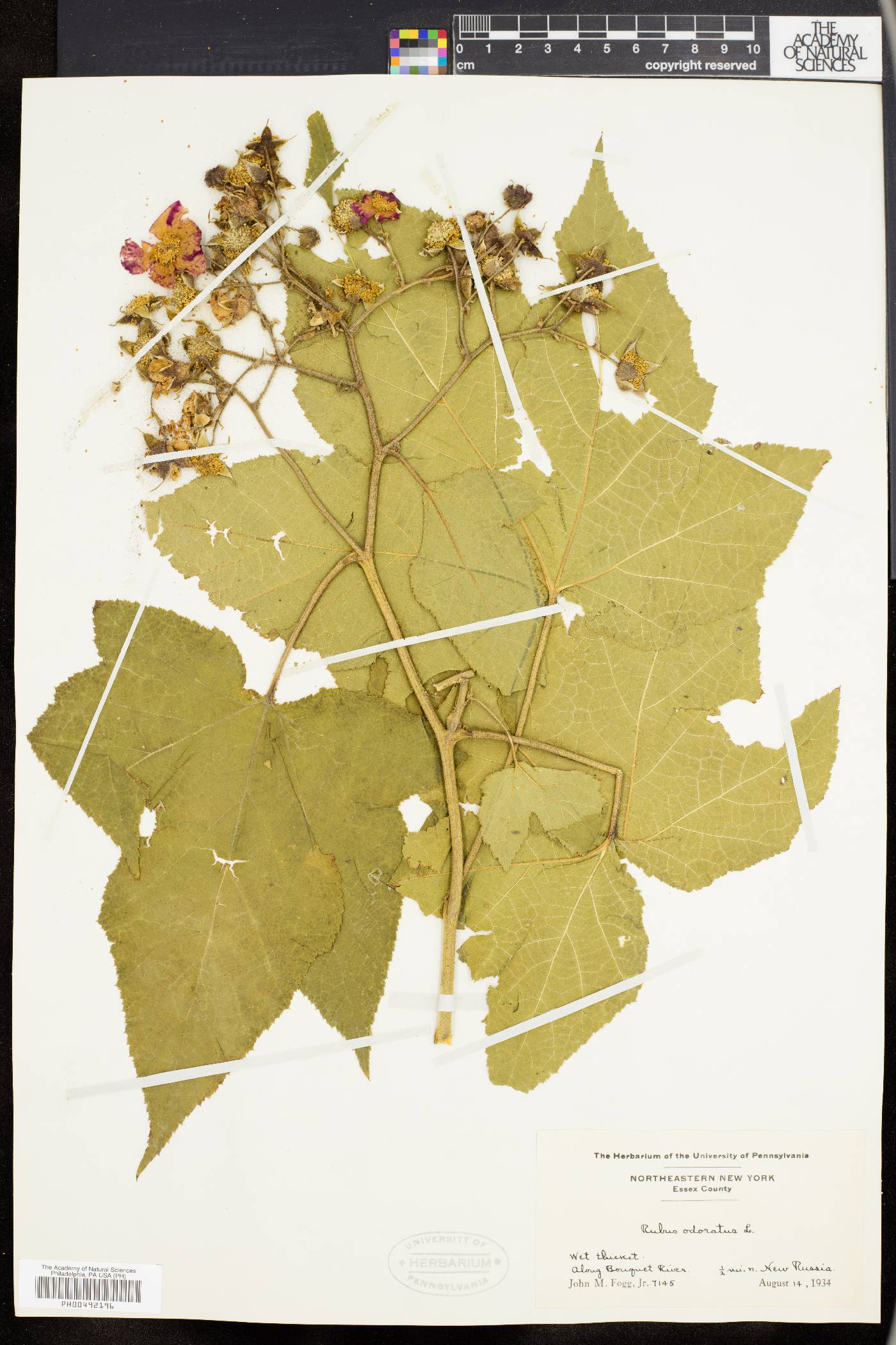 Rubus odoratus image