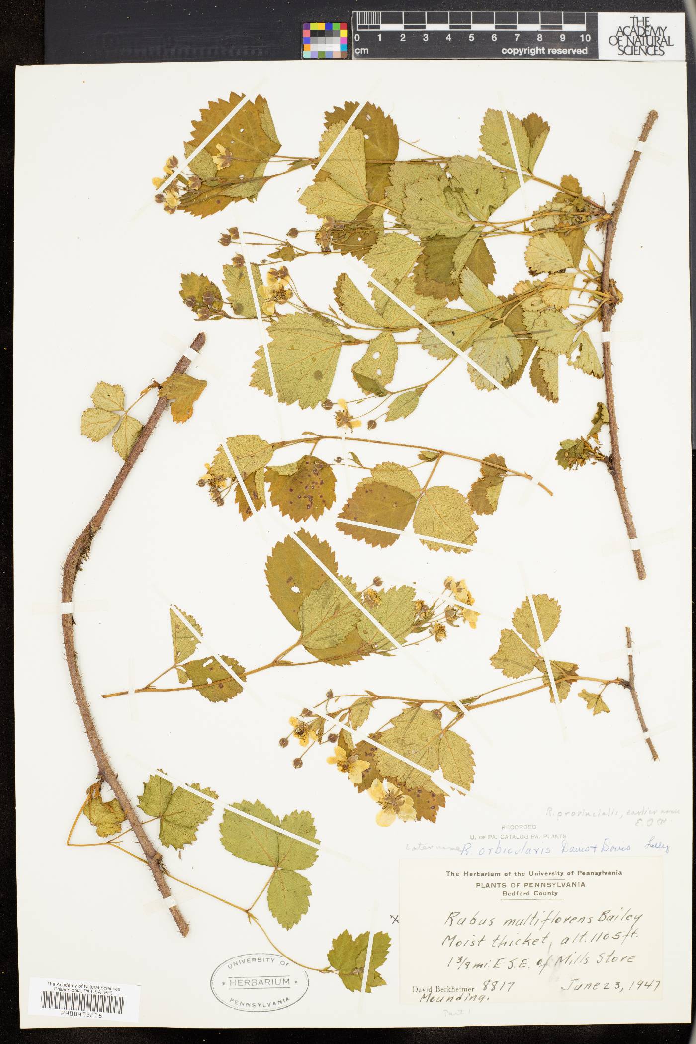 Rubus orbicularis image