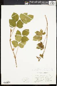 Rubus orbicularis image