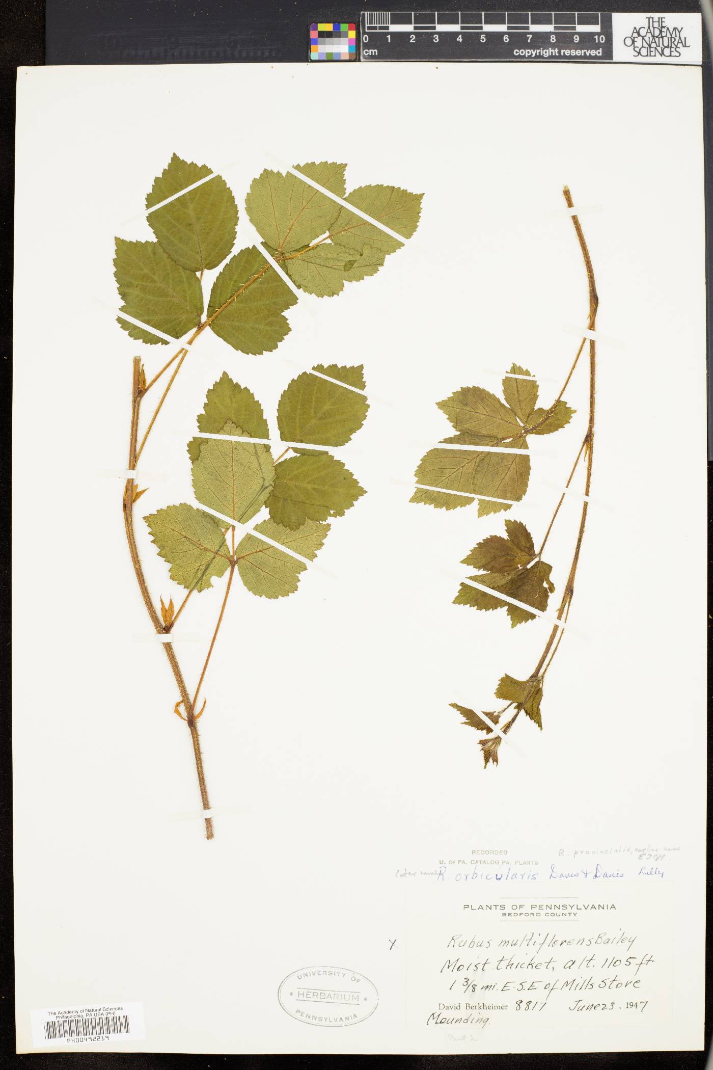 Rubus orbicularis image