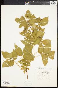 Image of Rubus pauper