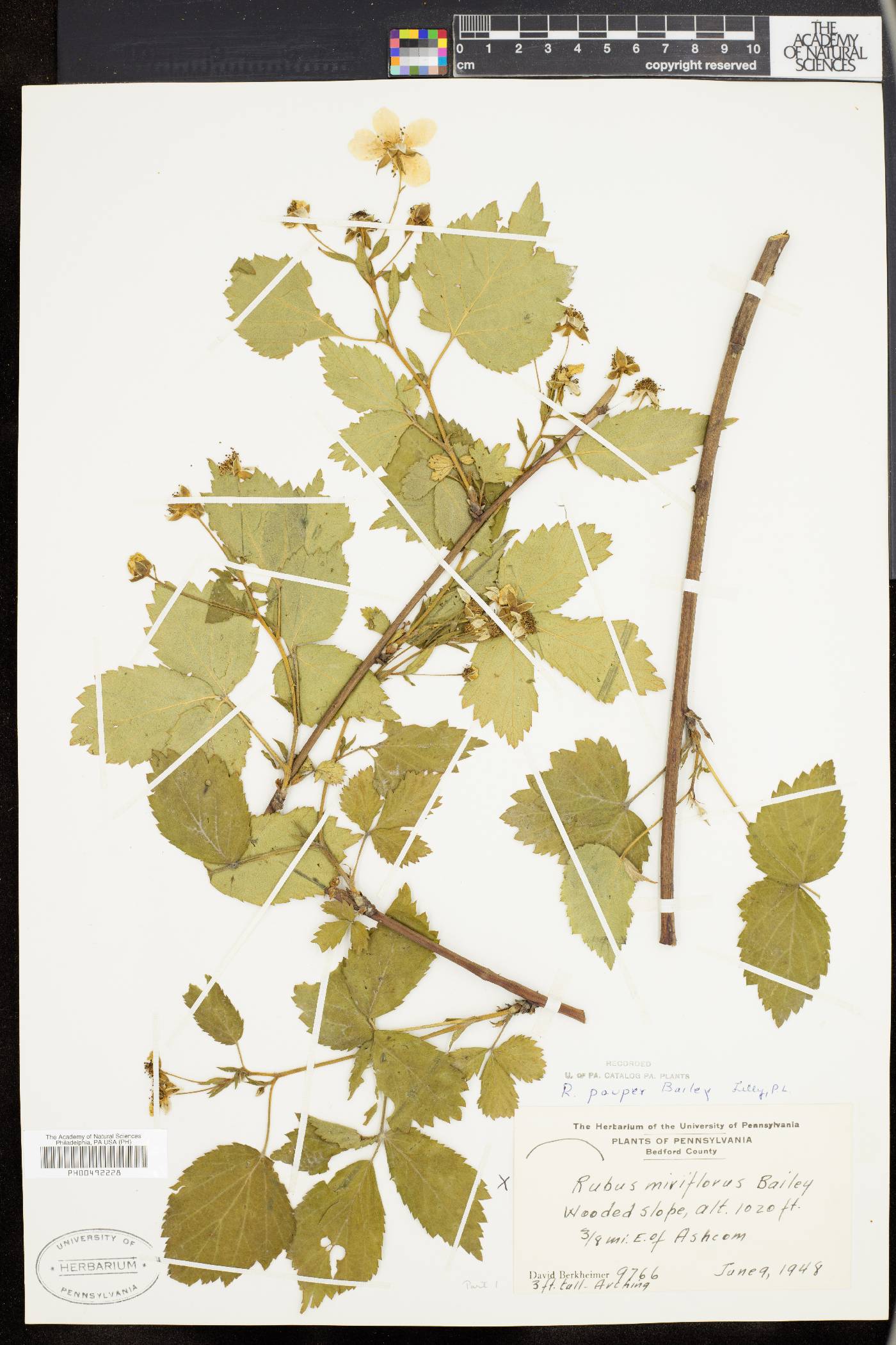 Rubus pauper image