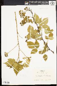 Rubus pensilvanicus image