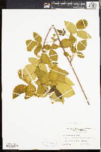 Rubus pensilvanicus image