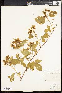 Rubus pensilvanicus image