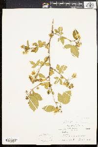 Rubus pensilvanicus image