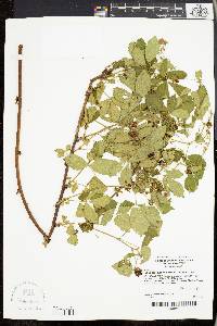 Rubus pensilvanicus image