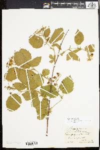 Rubus pensilvanicus image