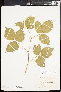 Rubus pensilvanicus image