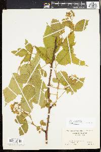 Rubus pensilvanicus image