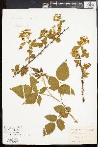 Rubus pensilvanicus image