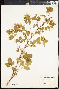 Rubus pensilvanicus image