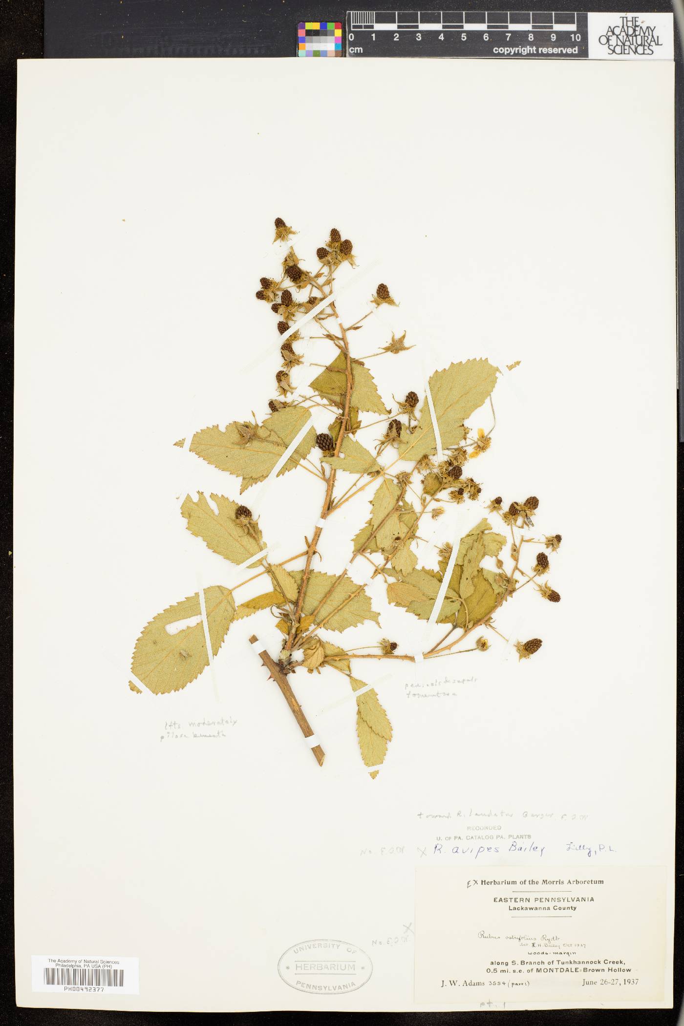 Rubus × avipes image