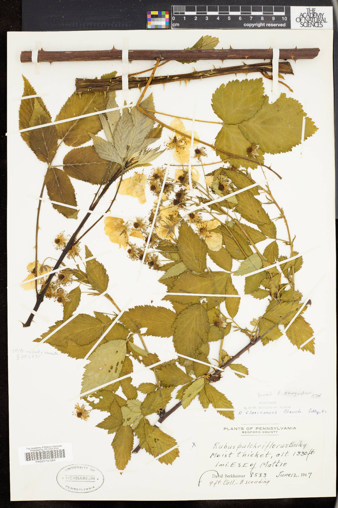 Rubus × avipes image