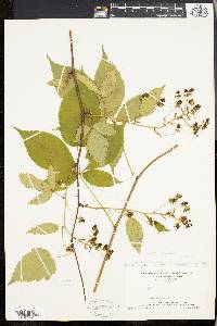 Rubus canadensis var. pergratus image