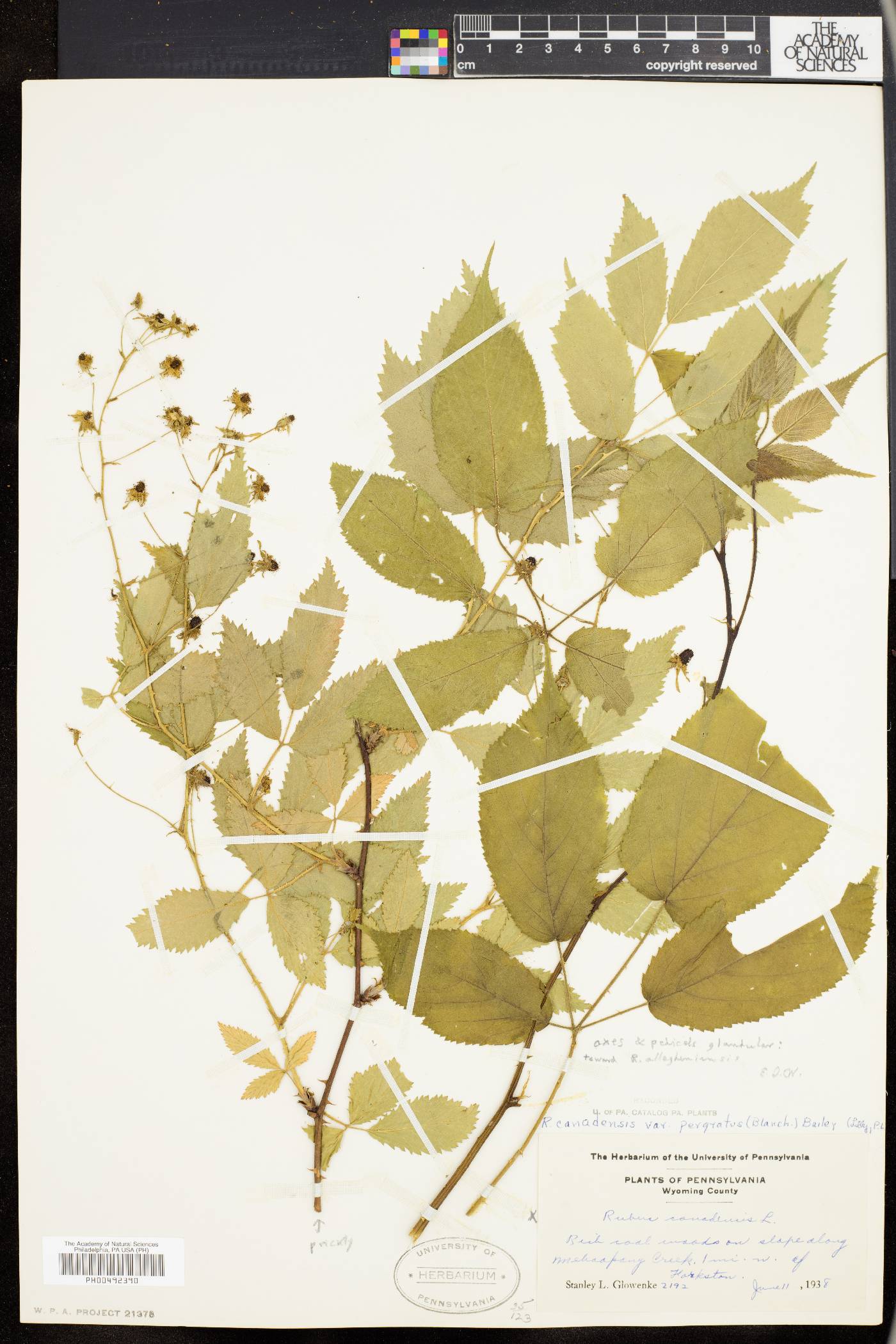 Rubus canadensis var. pergratus image