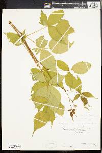 Rubus canadensis var. pergratus image
