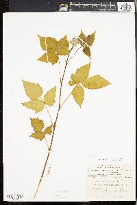 Rubus canadensis image