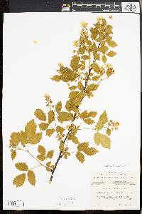 Rubus canadensis image