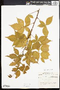 Rubus canadensis image