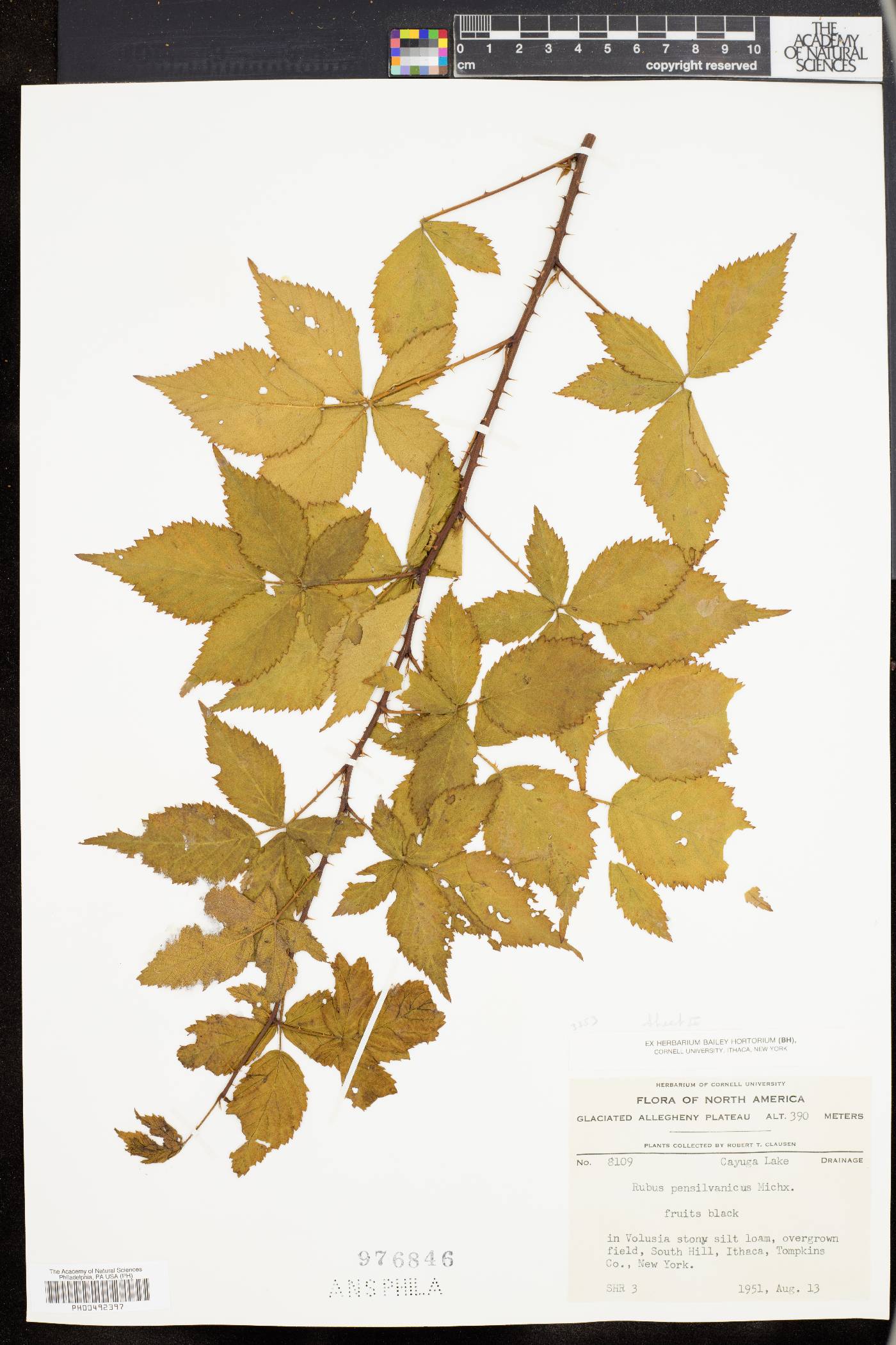 Rubus canadensis image