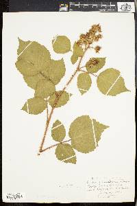 Rubus phoenicolasius image