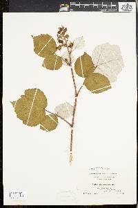 Rubus phoenicolasius image