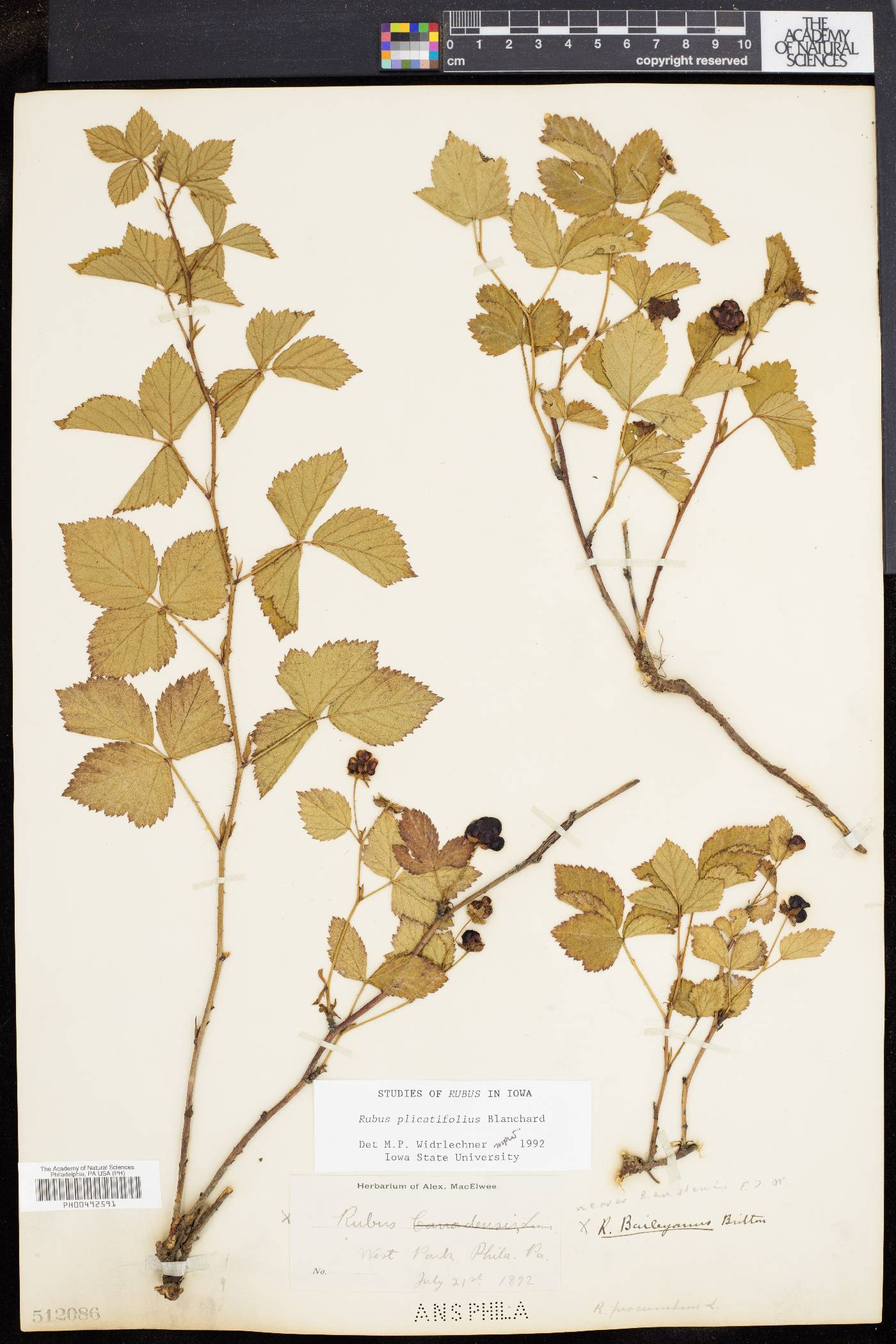 Rubus heterophyllus image