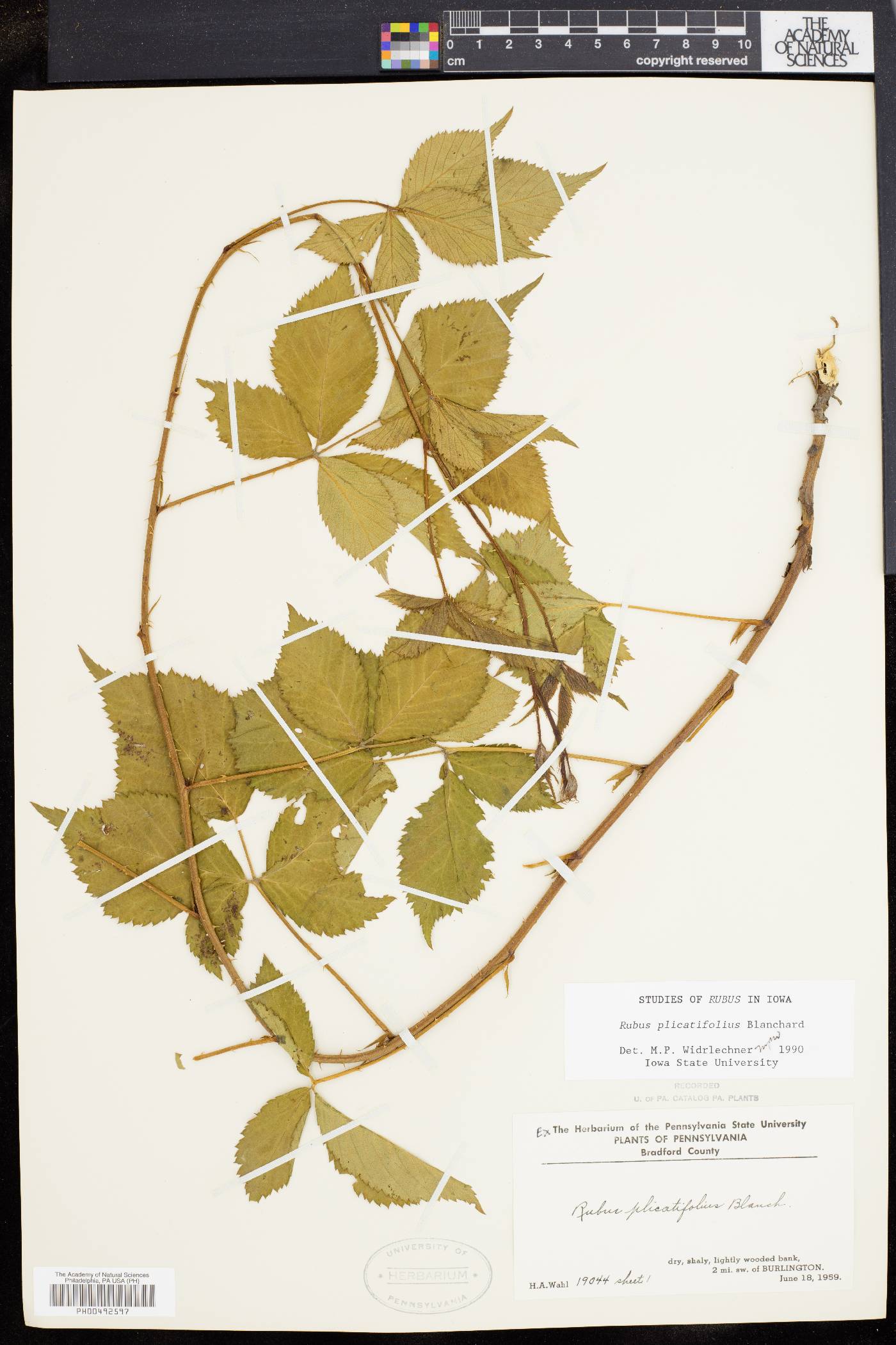 Rubus heterophyllus image