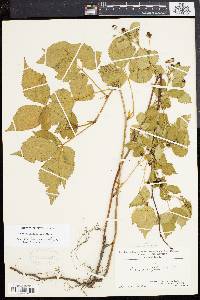 Rubus heterophyllus image