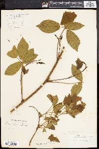 Rubus porteri image