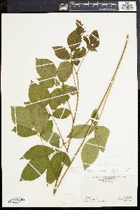 Rubus porteri image