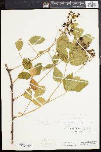 Rubus porteri image