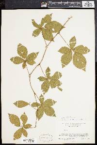Rubus porteri image