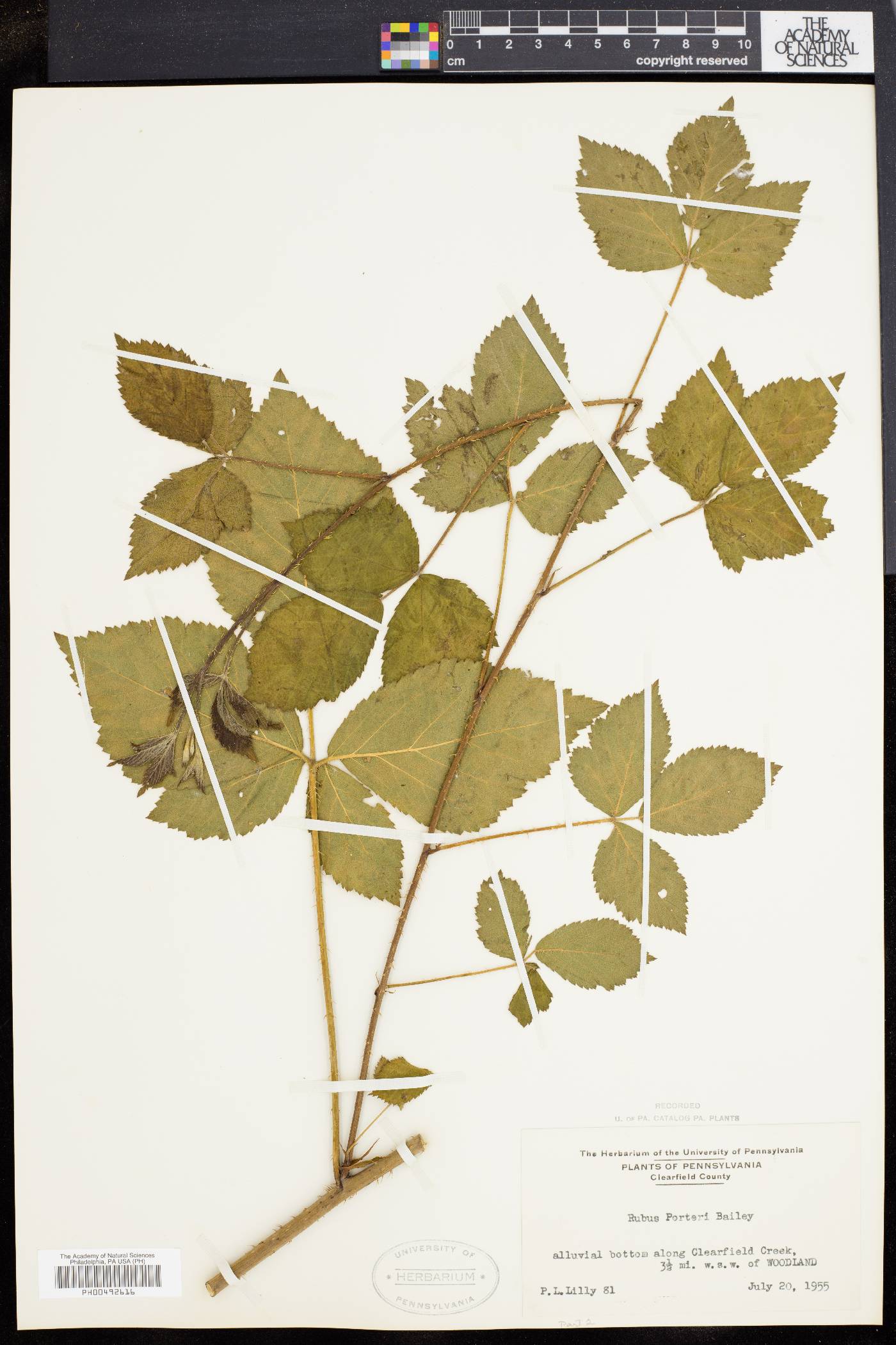 Rubus porteri image