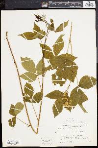 Rubus porteri image