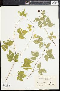 Rubus procumbens image