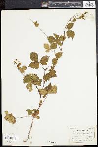 Rubus procumbens image