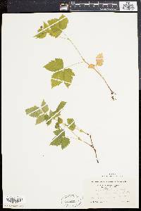 Rubus pubescens image