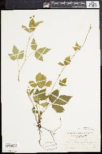 Rubus pubescens image