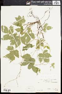 Rubus pubescens image