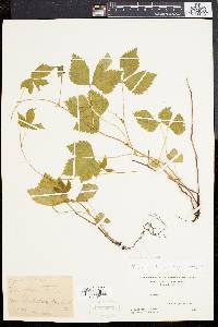 Rubus pubescens image