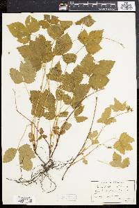 Rubus pubescens image