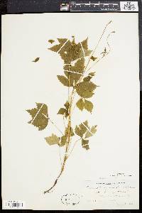 Rubus pubescens image