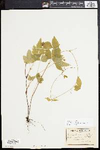 Rubus pubescens image