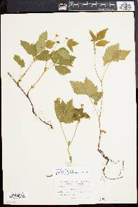 Rubus pubescens image